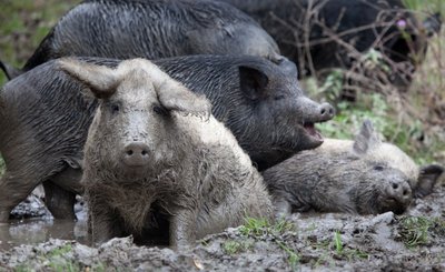 Kiaulių maras gali skaudžiai kirsti per šernų populiaciją, todėl vienintelė išeitis - pasienyje juos šaudyti 