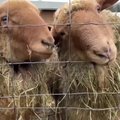 Vokietis sugalvojo originalų būdą, kaip paskatinti žmones skiepytis nuo koronaviruso: žinutę perdavė avys