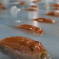 Japoniškos keistenybės – čiuožyklos lede tūkstančiai žuvų