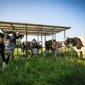 Ūkininkai apie naują ES žemės ūkio politikos planą: jie tiesiog stumia mus iš rinkų