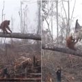 Nufilmuota, kaip orangutanas stoja prieš miško kirtėjus, kad išgelbėtų savo namus