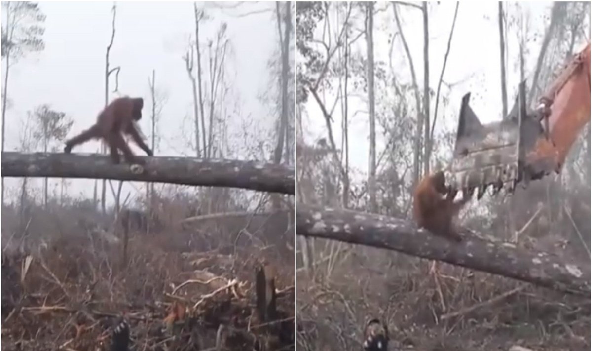 Orangutanas kovoja prieš miško kirtimą