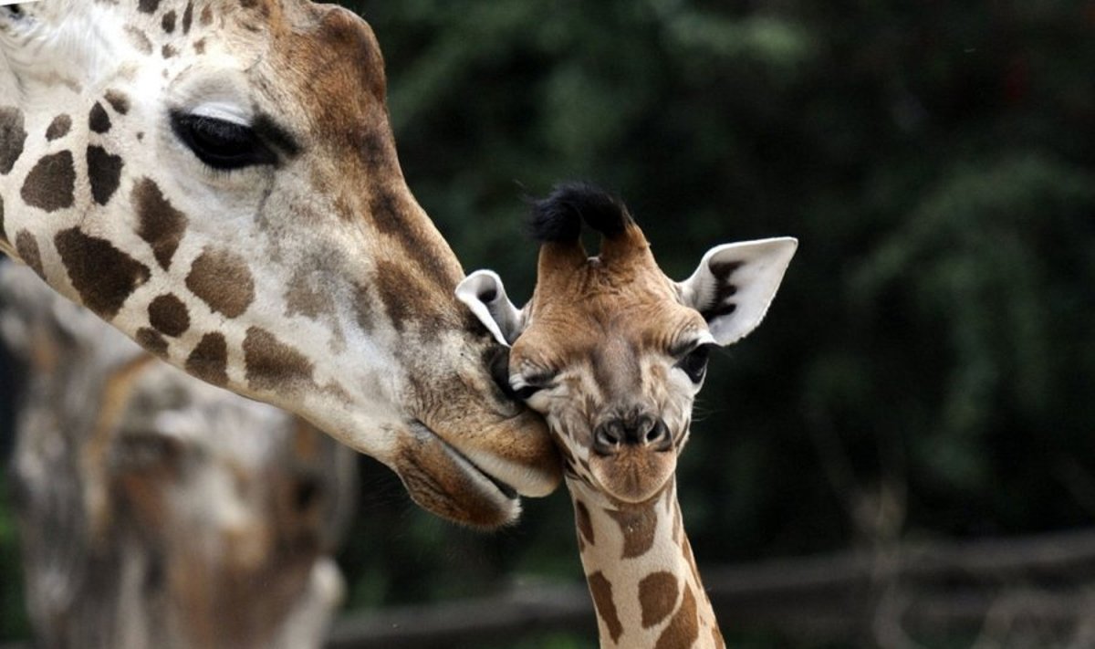 Žirafa su jaunikliu