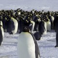 Imperatoriškieji pingvinai prisitaiko prie šylančių orų