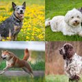 10 sveikiausių šuns veislių – gyvens ilgai ir turės mažiausiai sveikatos bėdų