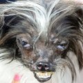 Mišrūnas, vardu Riešutas, pelnė baisiausio pasaulyje šuns titulą
