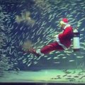 Seulo akvariumas Kalėdų laukia rengdamas specialius žuvyčių pasirodymus
