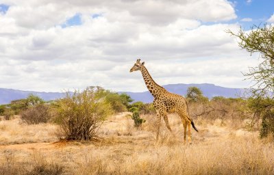 Žirafa Afrikoje