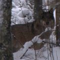 Gamtininko D. Liekio videoblogas: akis į akį su „Žvėrinčiaus“ vilkais