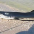JAV paplūdimyje į krantą išplaukęs ryklys išgąsdino poilsiautojus
