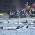 Taidžio užutėkyje sugautų delfinų skaičius - didžiausias per ketverius metus