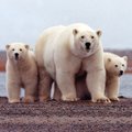 Rusija skelbia apie „Pergalę“ Arktyje