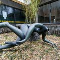 В Каунасе украдена голова скульптуры "Прачка"