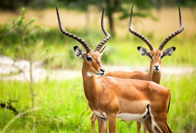 Antilopės Afrikoje