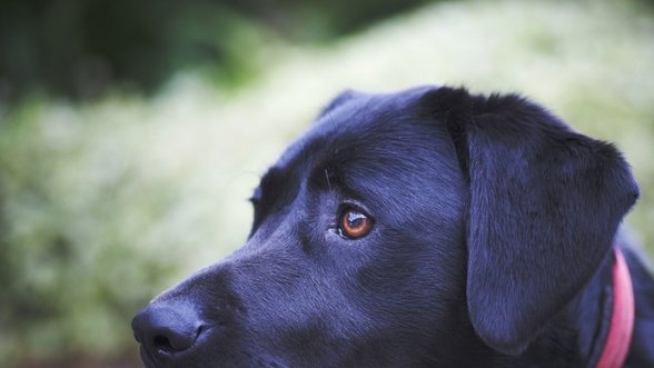 Neįtikėtina sveikimo istorija: judėti negalėjusią moterį išgelbėjo šuns prisilietimai