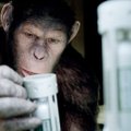 Filmo „Beždžionių planetos aušra“ recenzija: vienas pranašiausių tęsinių!