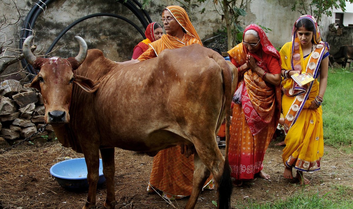 Karvė Indijoje yra šventas gyvūnas
