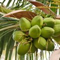 Kuo naudingas jaunų kokosų vanduo