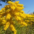 Visas pievas geltonai nudažantis augalas – puikus ginklas kovojant su piktžolėmis