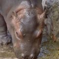 Meksikos zoologijos sode gimė hipopotamo jauniklis