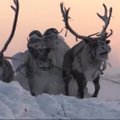 Rusijos šiaurėje kariai vykdo taktines užduotis su šunų ir elnių kinkiniais