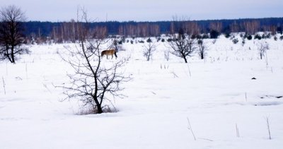 Arkliai Černobylio kraštovaizdžio fone 