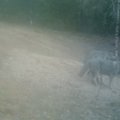 Nufilmuoti dūkstantys Karšuvos girios vilkai: vaizdas privers nusišypsoti