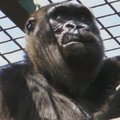 Vyriausia Britanijos gorila atšventė penkiasdešimtmetį