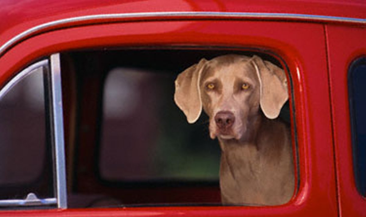 Šuo automobilyje.
