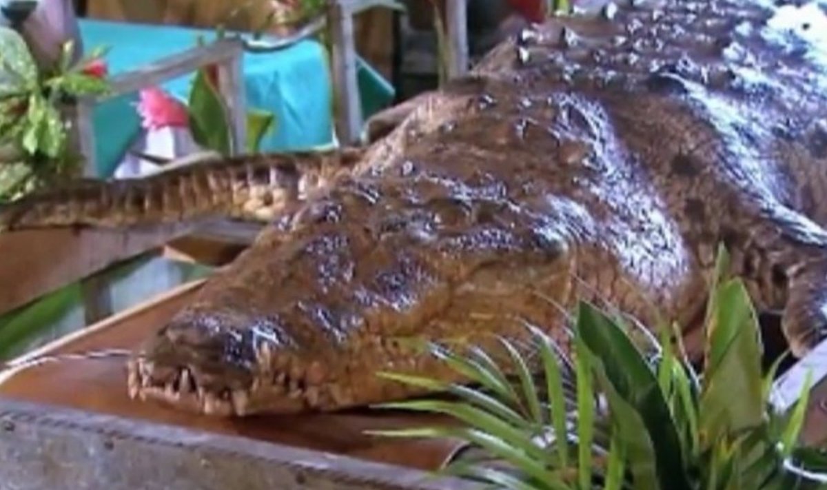 Krokodilas Počo