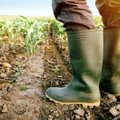 Grūdų augintojų asociacija: tiesioginių išmokų ribojimas mažintų Lietuvos ūkių konkurencingumą