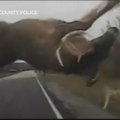 JAV policija prevenciniais tikslais paviešino susidūrimo su elniu vaizdo įrašą