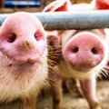 Amerika turi tiek daug riebių kiaulių, jog kainos – žemiausios per dešimtmetį