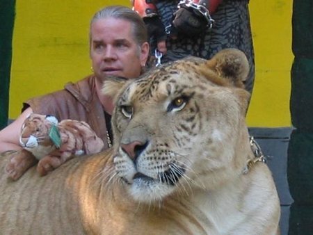 Ligras - liūto patino ir tigrų patelės mišrūnas