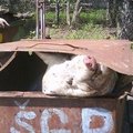 Negyvos kiaulės Kauno rajone mėtėsi tiesiog gatvėje