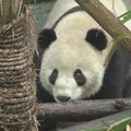 Kinija pradėjo pandų perkėlimą į laisvę