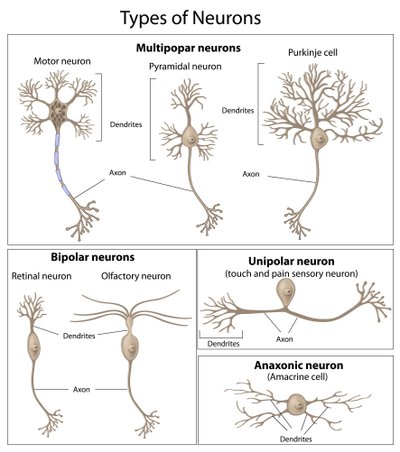 Neuronų klasifikacija