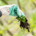 Paprasta priemonė, kuri darže padės atsikratyti piktžolių