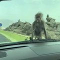 Vairuotojas nufilmavo itin drąsią ir alkaną beždžionėlę