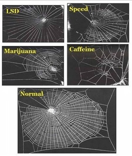 Narkotikų poveikis vorams