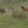 Tūkstančiai laukinių arklių JAV nebus naikinami - jiems bus ieškoma globėjų