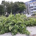 Kaune vėl krinta dešimtmečius augę medžiai: iškils daugiabučiai
