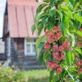 Nykštukinės obelys – nauja lietuvių sodininkų mada