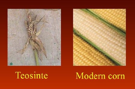 Žmonija genetiškai modifikuoja augalus jau tūkstančius metų. Kairėje: augalas, iš kurio mūsų protėviai išvedė kukurūzą; dešinėje: nemodifikuotas kukurūzas / Prof. P. J. Davieso paskaitos medžiaga