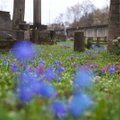 Užfiksavo grožį kapinėse: kapus papuošė mėlynų gėlių jūra