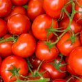 Geltonas karutis. Susipažinkite su patikimiausiomis pomidorų veislėmis ir sužinokite, kaip suderinti augalus pagal spalvas rudeniniam vazonui terasoje