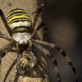 Soduose ir pievose tinklus jau mezga išskirtinės išvaizdos vorai: ryškios spalvos – įspėjimas