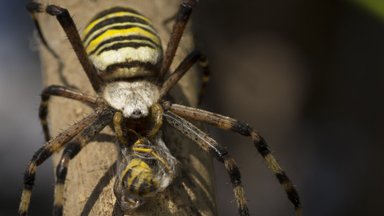 Soduose ir pievose tinklus jau mezga išskirtinės išvaizdos vorai: ryškios spalvos – įspėjimas