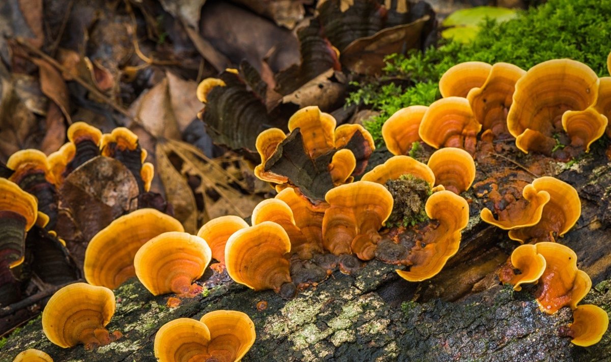 Reishi grybas