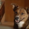 Organus aukoti skatinantis filmukas su šunimi sujaudino milijonus žiūrovų